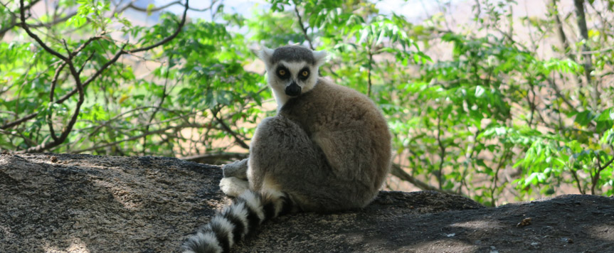 Lemur catta à Isalo